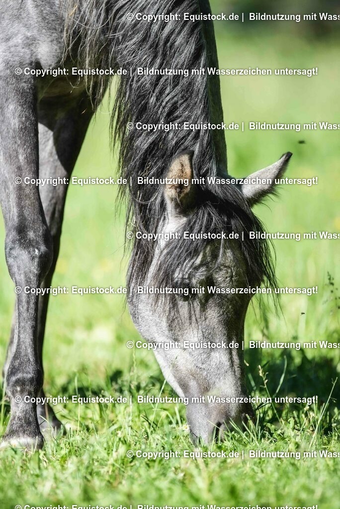 20210617_Araber_Marbach_Koppel_0017 | Foto: Thomas Hartig