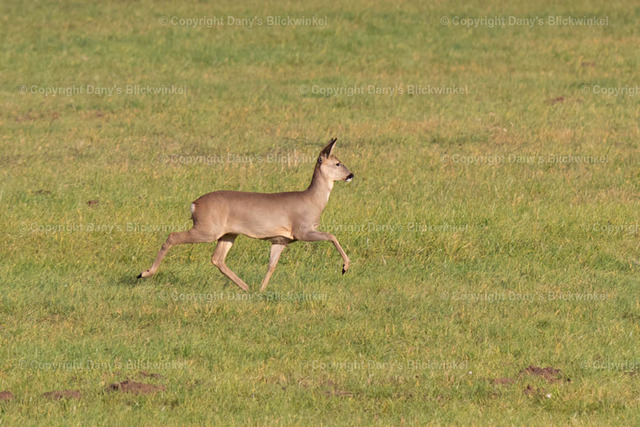 201722 | Tierfotografie, Tierkalender, Tierbilder, Insekten, Spinnen, Vögel, Schmetterling, Libellen, Leinwand, Colorkey, Qualität, Geschenkartikel, Geschenk - Realisiert mit Pictrs.com