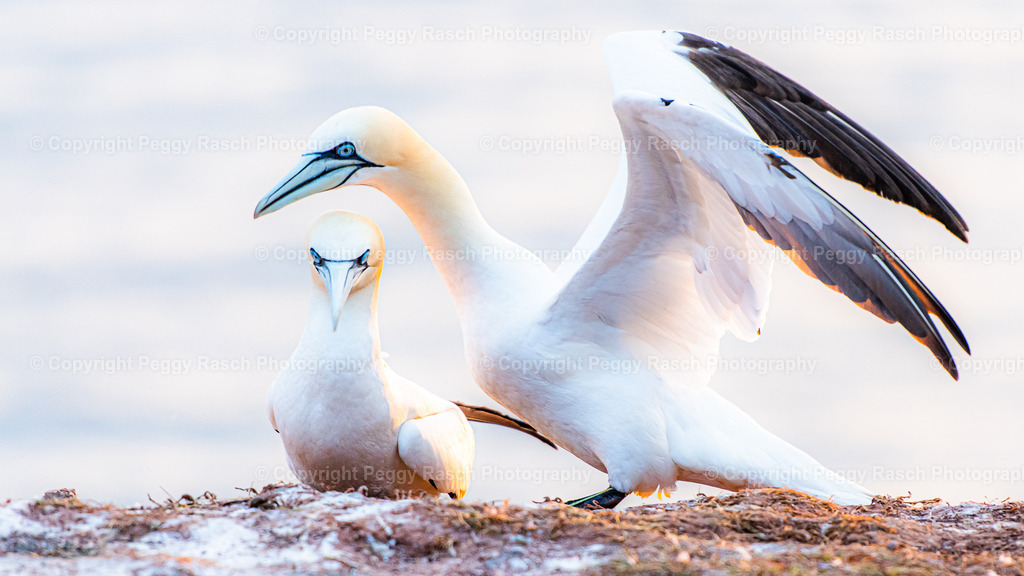Basstölpel | auf Helgoland - Realisiert mit Pictrs.com