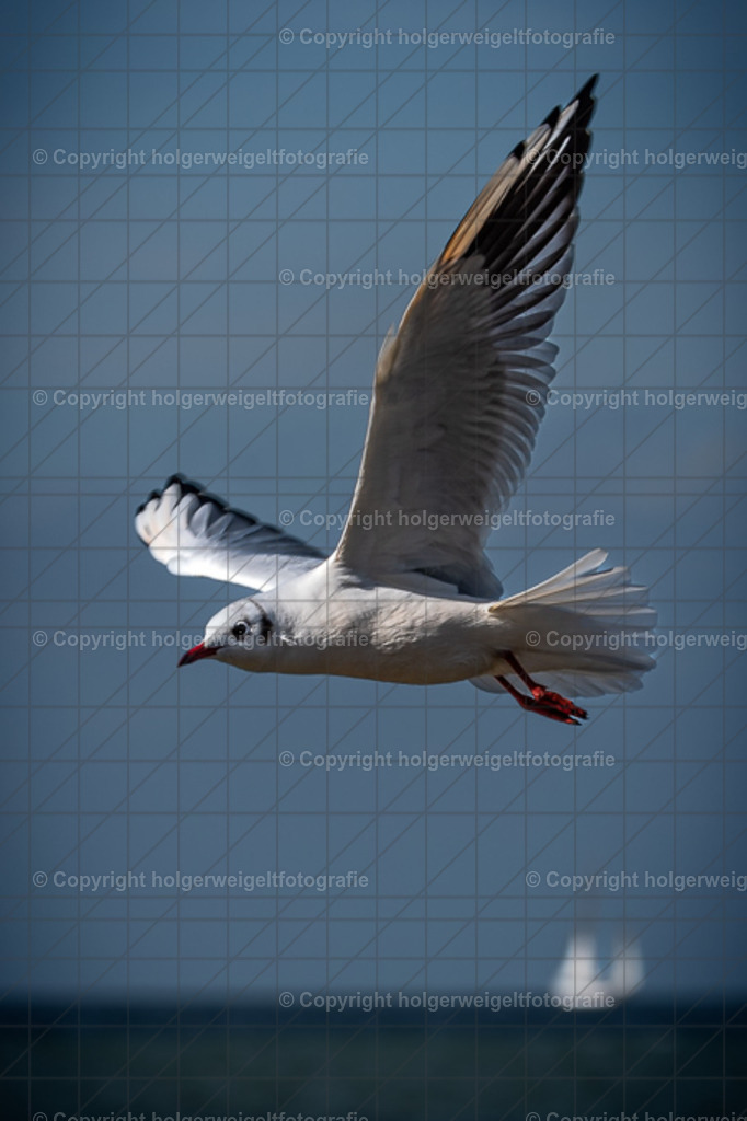 Möve | Kaufen sie online außergewöhnliche Fotografien auf Leinwand Acrylglas Fotoprint Aludibond von holgerweigeltfotografie - Realisiert mit Pictrs.com