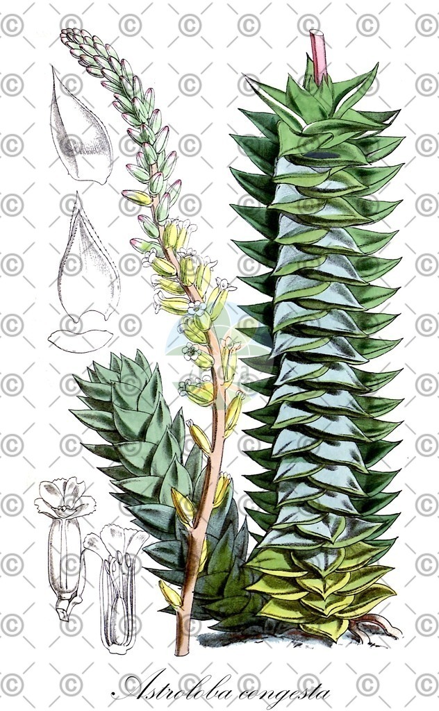 HistAbb_wfo-0000158883_1_ENZY_Simple | Historische Abbildung von Astroloba congesta - Asphodelaceae | Historical Illustration of Astroloba congesta - Asphodelaceae