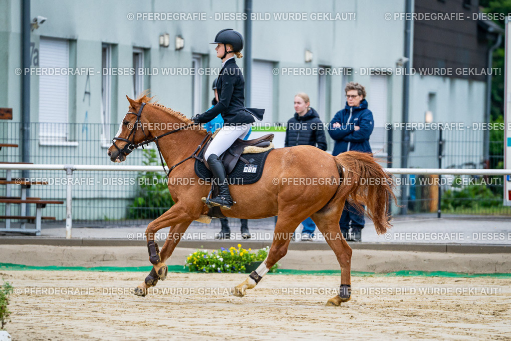 DSC01594 | Pferdegrafie