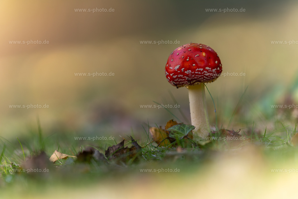 Fliegenpilz | ...ragt noch schön aus der Erde - Realisiert mit Pictrs.com