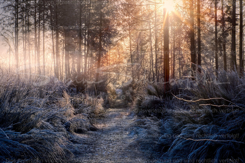 Wald-Winter-Sonnenstrahlen_DSCF2984 | People- und Tierfotografie, Imageaufnahmen, Veranstaltungsfotografie und Wandbilder aus der Natur ★ Made in Germany ✔️ Druck + Downloads ✔️ Naturfotografie in Top Qualität ★ schneller Versand, weltweite Lieferung! - Realisiert mit Pictrs.com