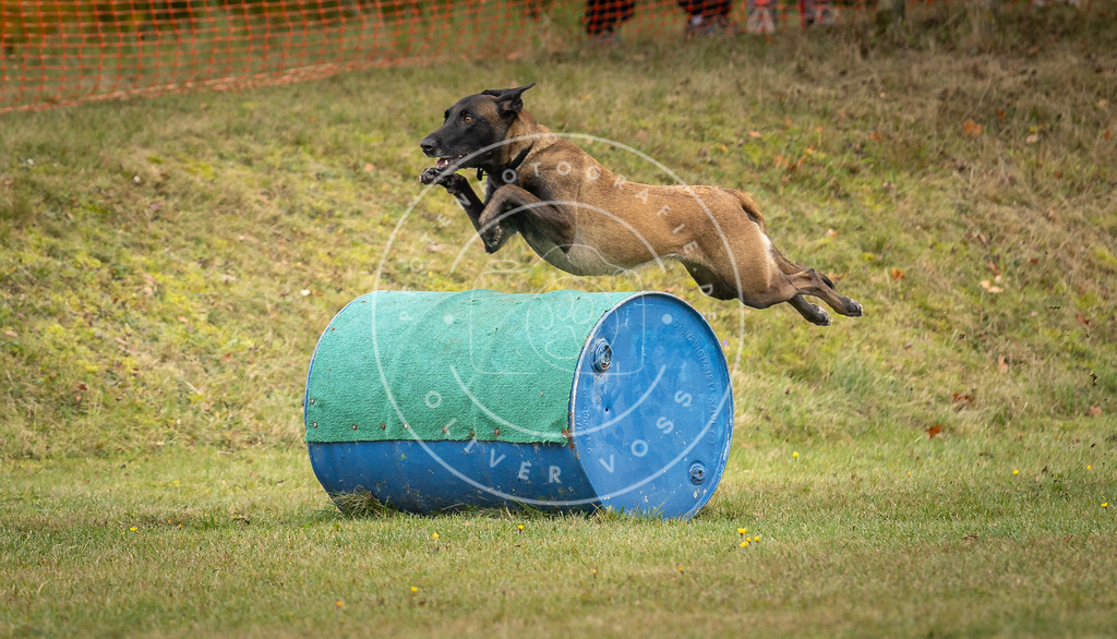 Pfotenfotografie_DV3A5372 | Hundefotografie, Tierfotograf, Pfotenfotografie, Fotoshooting Hund, Hunde Portrait, Hundesport, Hundeportraits, Heideshooting, Hunde, Sportfotograf, Hundefotograf, Turnierhundsport, THS,  - Realisiert mit Pictrs.com