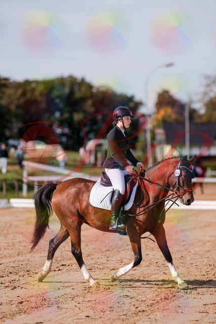 2026_10_03_Siefer-Hof_115437_Z81_94031545 | Professionelle Reitsport-, Turnier- und Eventfotografie von Robert Broda. Galerien mit ausgewählten und bearbeiteten Bildern direkt online ansehen und bestellen.