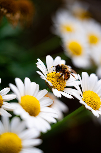 Biene saugt Nektar aus der Blüte einer Margerite | Biene (Anthophila) saugt Nektar aus der Blüte einer Margerite (Leucanthemum), Jena, Thüringen, Deutschland - Realisiert mit Pictrs.com