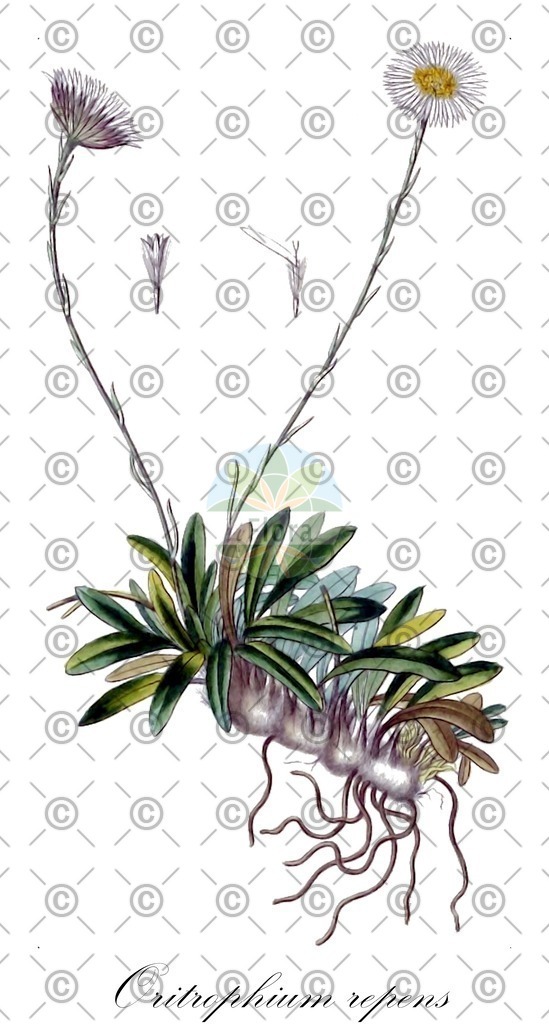 HistAbb_EMP_107725_1_FloraD_Simple | Historische Abbildung von Oritrophium repens - Asteraceae | Historical Illustration of Oritrophium repens - Asteraceae