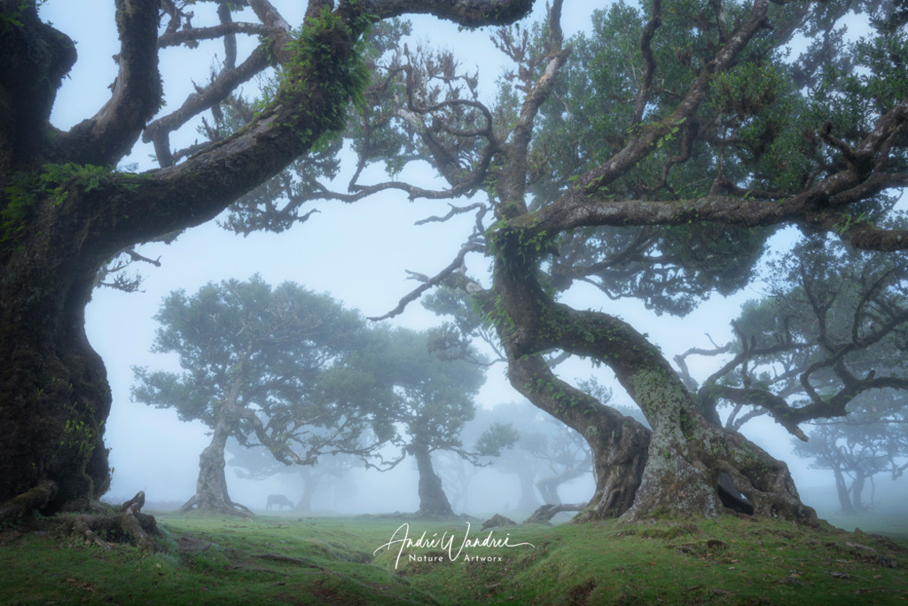 Das Flüstern der Bäume | Andre Wandrei - Nature Artworx - Realisiert mit Pictrs.com