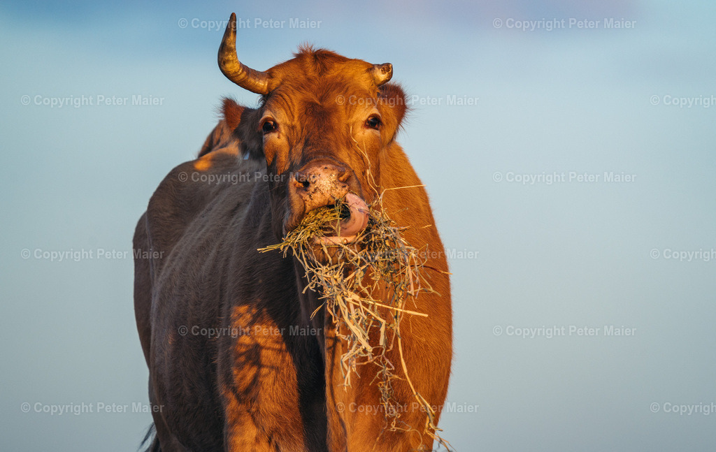 Korsika_22-1184 | piet_flosse