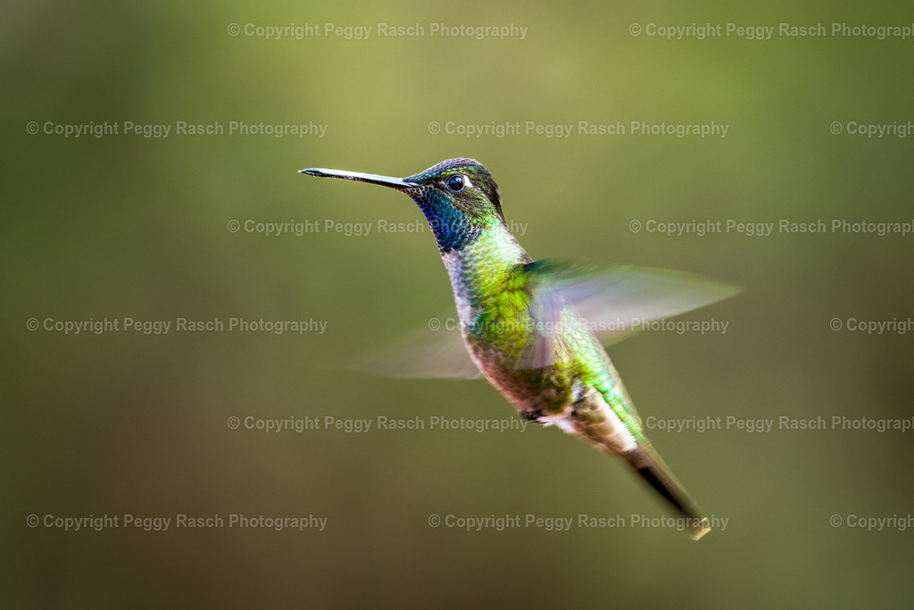 Kolibris (3 von 32) (7) | PeggyRaschPhotography - Realisiert mit Pictrs.com