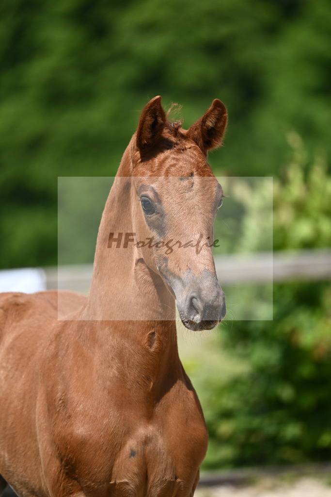 Kat-Nr. 8 HF DSP Feliciano_Niedermair_15230156 | hf-fotografie - Realizzato con Pictrs.com