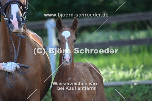 13_Vivanero - Quaterback_758_7899 | Björn Schroeder Pferdefotografie