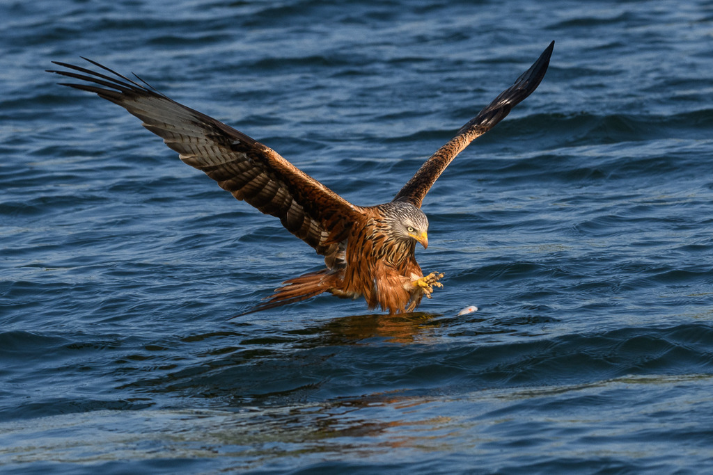 milan-2018-169 | Ein Roter Milan (Milvus milvus) kurz vor dem Ergreifen eines Beutefisches. Das Foto entstand mit einer Nikon D850 am Breiten Luzin im Naturpark Feldberger Seenlandschaft in Mecklenburg-Vorpommern. - Realisiert mit Pictrs.com