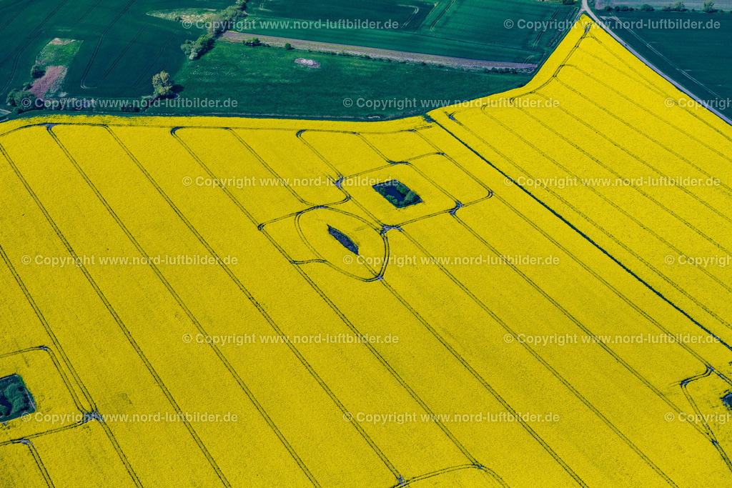 Fehmarn_Rapsfeld_ELS_4954150522 | FEHMARN 15.05.2022 Feld- Landschaft gelb blühender Raps- Blüten in Fehmarn im Bundesland Schleswig-Holstein, Deutschland. // Field landscape yellow flowering rapeseed flowers in Fehmarn in the state Schleswig-Holstein, Germany. Foto: Martin Elsen