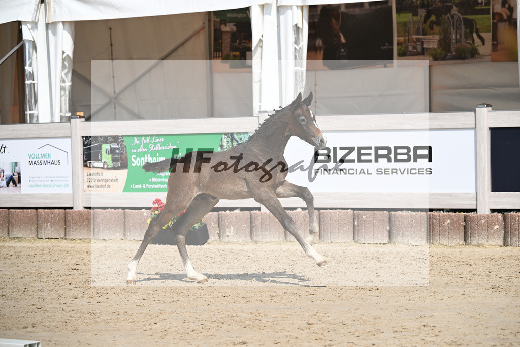 Dia Corrado x Carpalo_HF_Stierle_12250298 | hf-fotografie - Realisiert mit Pictrs.com