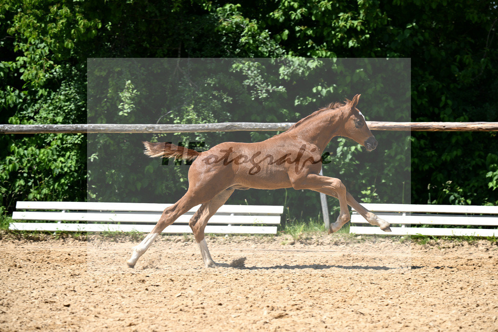 Kat-Nr. 14 Bon Esprit x Dimaggio_HF_Fischer_16250382 | hf-fotografie - Realizzato con Pictrs.com