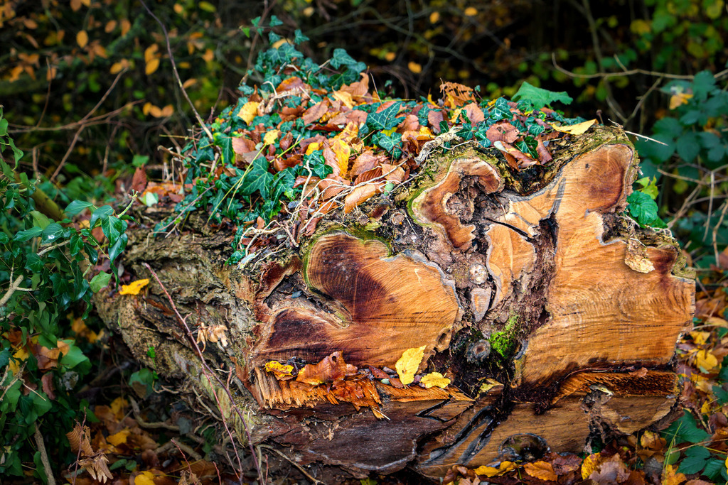 Im Wald | fotografie-bernd-pfalzgraf - Realisiert mit Pictrs.com
