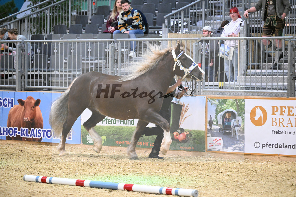 Kat-Nr. 22 Narzisse v. Steyr_Mayer_1260327 | hf-fotografie - Realisiert mit Pictrs.com