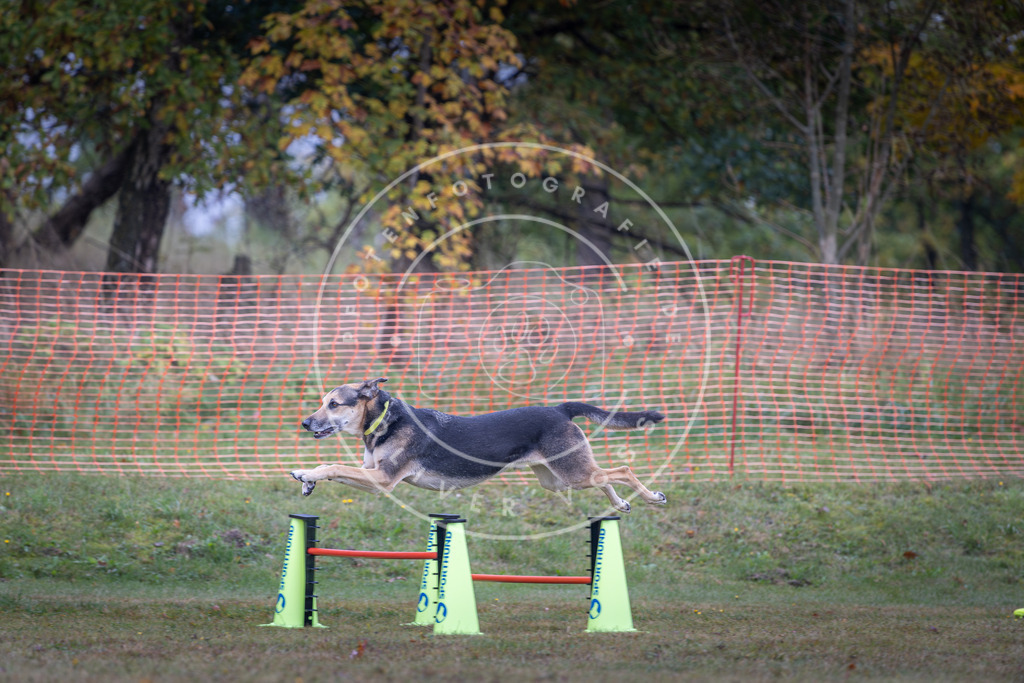 Pfotenfotografie_DV3A0586 | Hundefotografie, Tierfotograf, Pfotenfotografie, Fotoshooting Hund, Hunde Portrait, Hundesport, Hundeportraits, Heideshooting, Hunde, Sportfotograf, Hundefotograf, Turnierhundsport, THS,  - Realisiert mit Pictrs.com