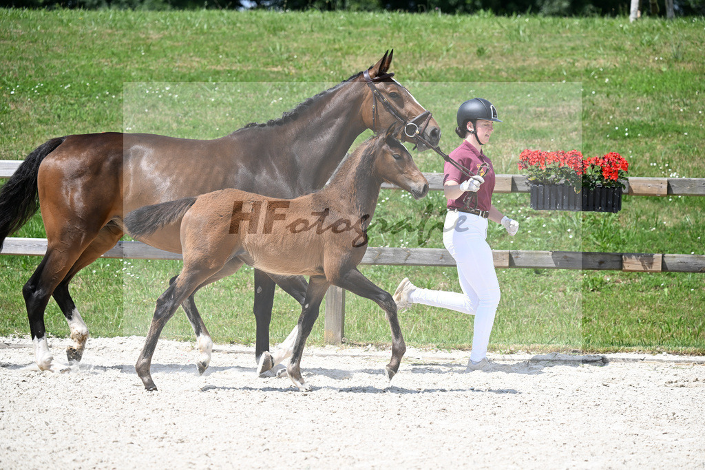 Kat-Nr. 13 Conthargos x Emerald v h Ruytershof_SF_Scheuerer_15250391 | hf-fotografie - Realisiert mit Pictrs.com