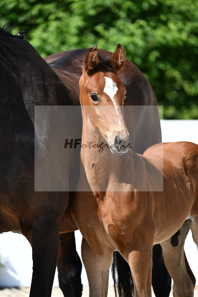 Viva Vitalis x Le Champion_HF_Renz_13251689 | hf-fotografie - Realizzato con Pictrs.com
