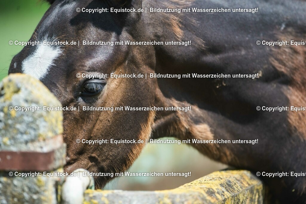 20210617_Fohlen_0254 | Foto: Thomas Hartig