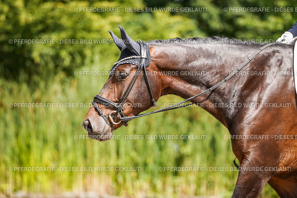 DSC09383 | Pferdegrafie