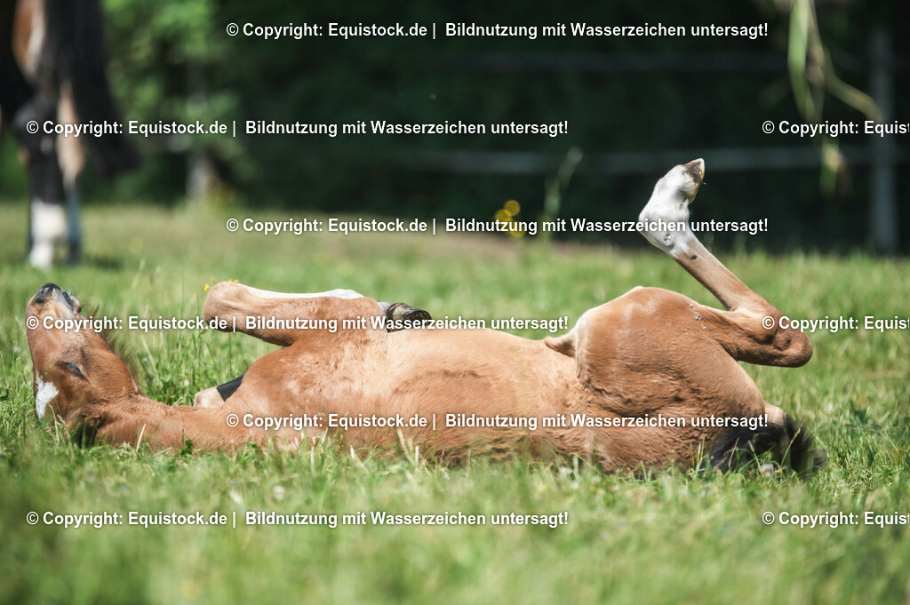 20210617_Fohlen_0170 | Foto: Thomas Hartig