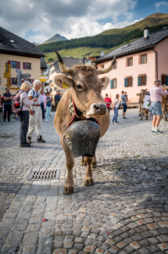 Alpabzug in Sent, Engadin | Die ideale Geschenkidee für Naturliebhaber. Naturbilder von Marcel Gross Photography für ihr Zuhause in den verschiedensten Formaten und Materialien. - Realisiert mit Pictrs.com