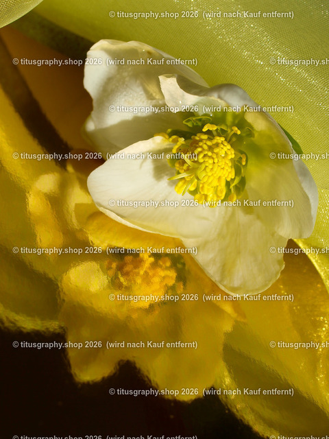 titusgraphy_P2244304-vz-ln | titusgraphy-shop: Geschenkideen mit Qualitätsfotos. titusgraphy-shop: gift ideas with quality photos. titusgraphy-shop: idées cadeaux avec photos de qualité.  - Realisiert mit Pictrs.com
