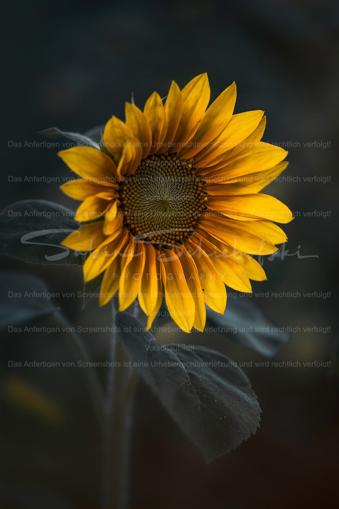 Golden Dreams | Exklusive Naturfotografie für stilvolle Wanddekoration ★ Premium Wandbilder Made in Germany ✔️ FineArt Drucke & Downloads ✔️ Brillante Farben, höchste Qualität & weltweiter Versand ✔️ - Realisiert mit Pictrs.com