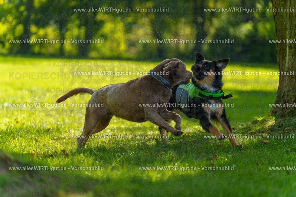 Hundeschwimmen_Grefrath_2026-allesWIRTHgut_Tierfotografie-13_53-7R508676 | Professionelle Tierfotografie in Mönchengladbach von Daniel Wirth (allesWIRTHgut). Liebevolle & natürliche Bilder von Hunden & Katzen für unvergessliche Erinnerungen.