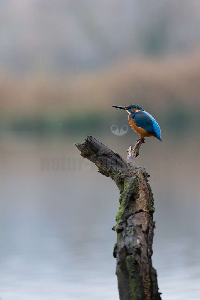 R5M21482_20251115 | Ein Eisvogel (Alcedo atthis) sitzt auf einem moosbewachsenen, dunklen Ast, der aus dem Wasser ragt. Sein leuchtend blaues Rückengefieder und die orangefarbene Brust heben sich deutlich vom unscharfen, graubraunen Hintergrund ab, der ein Gewässer und Ufer andeutet. Der Vogel blickt aufmerksam nach links. Es ist keine spezifische Interaktion erkennbar, außer dem Ruhen auf dem Ast. - Realisiert mit Pictrs.com