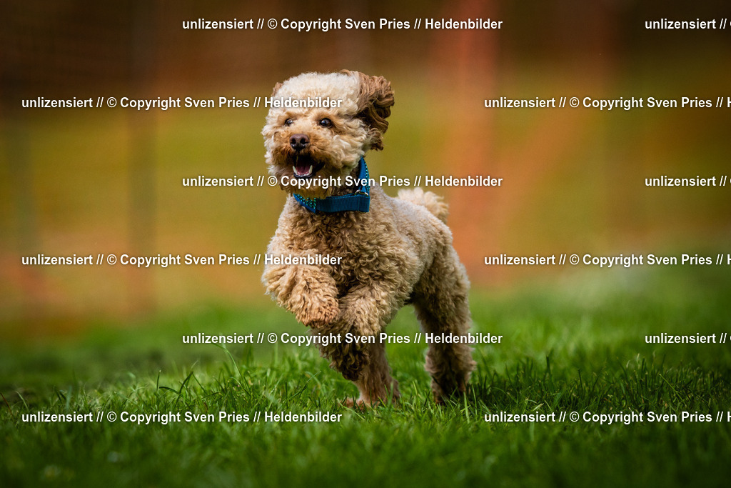 Sven Pries | 2025-04-13 - Hunderennen Baden-Baden - Realisiert mit Pictrs.com