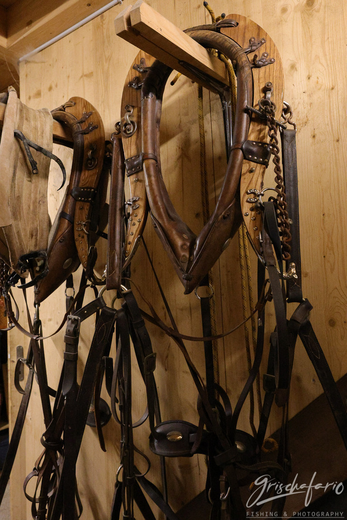 kunterbunt-22 | grischafario photography