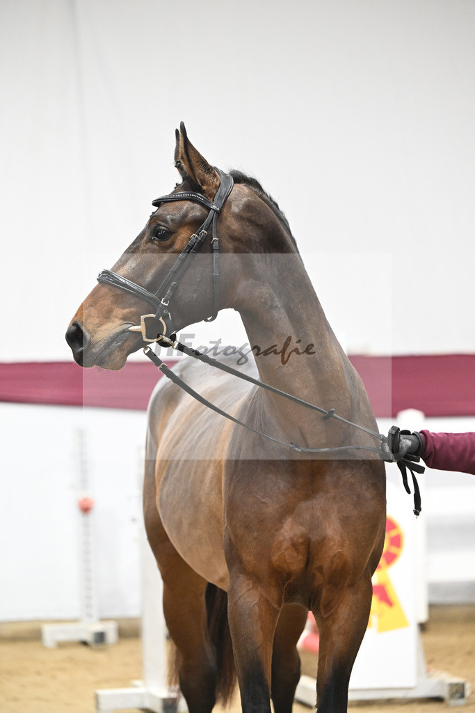 Kat-Nr. 101 Taloubet Z x Viva Vulkano_Ilona Pfisterer_47253256 | hf-fotografie - Realisiert mit Pictrs.com