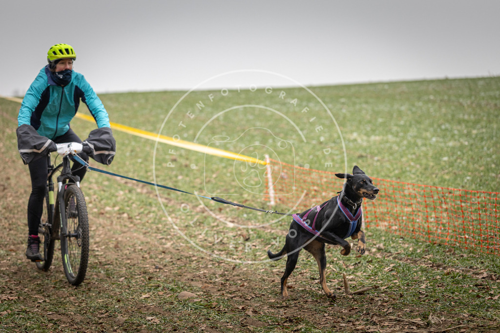 Pfotenfotografie_DV3A2521 | Hundefotografie, Tierfotograf, Pfotenfotografie, Fotoshooting Hund, Hunde Portrait, Hundesport, Hundeportraits, Heideshooting, Hunde, Sportfotograf, Hundefotograf, Turnierhundsport, THS,  - Realisiert mit Pictrs.com