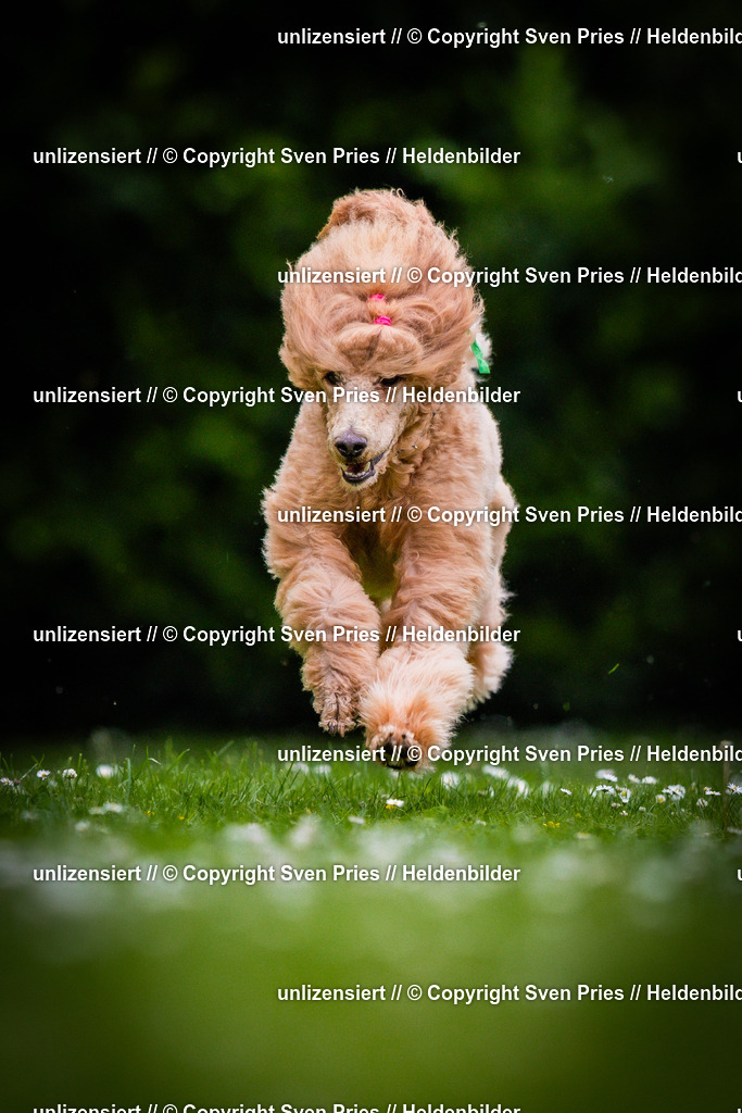 Sven Pries | 2025-05-29 - Pudelrennen KA-Durlach - Realisiert mit Pictrs.com