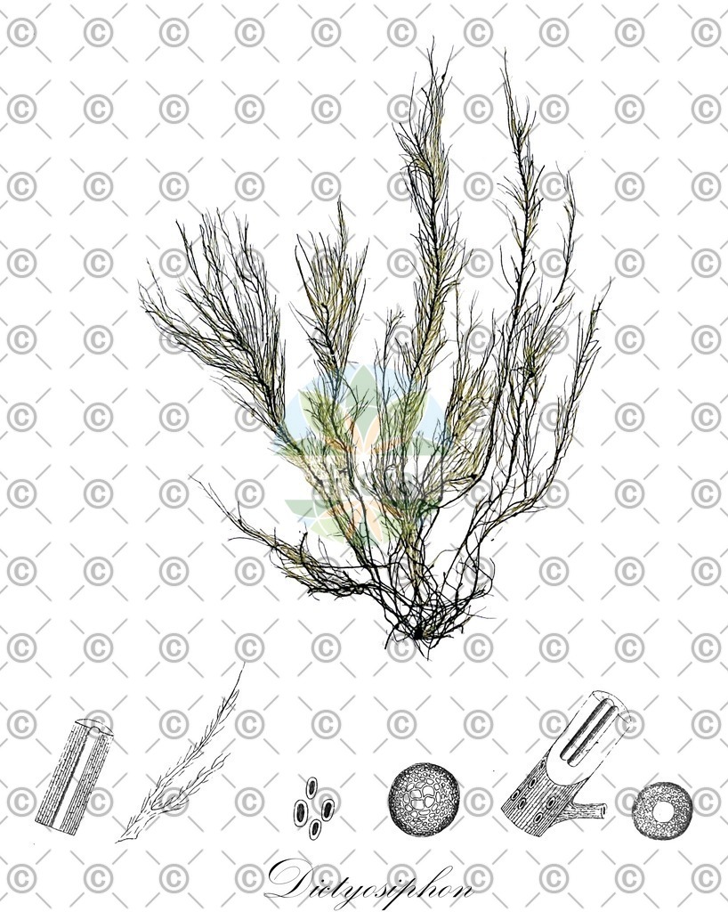 HistAbb_452Y_1_ENZY_Simple | Historische Abbildung von Dictyosiphon - Chordariaceae (0) | Historical Illustration of Dictyosiphon - Chordariaceae (0)