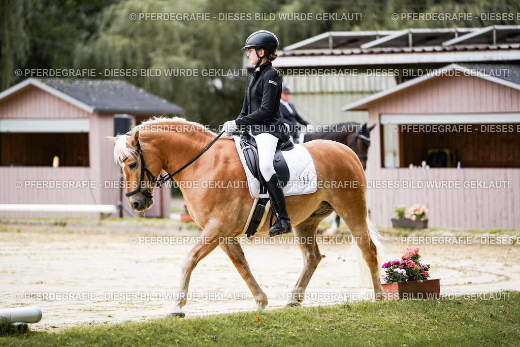 DSC04556 | Pferdegrafie