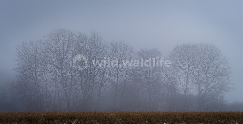 Herbstnebel | Eine Baumgruppe scheint durch den schwachen Herbstnebel am Ende eines Feldes - Realisiert mit Pictrs.com