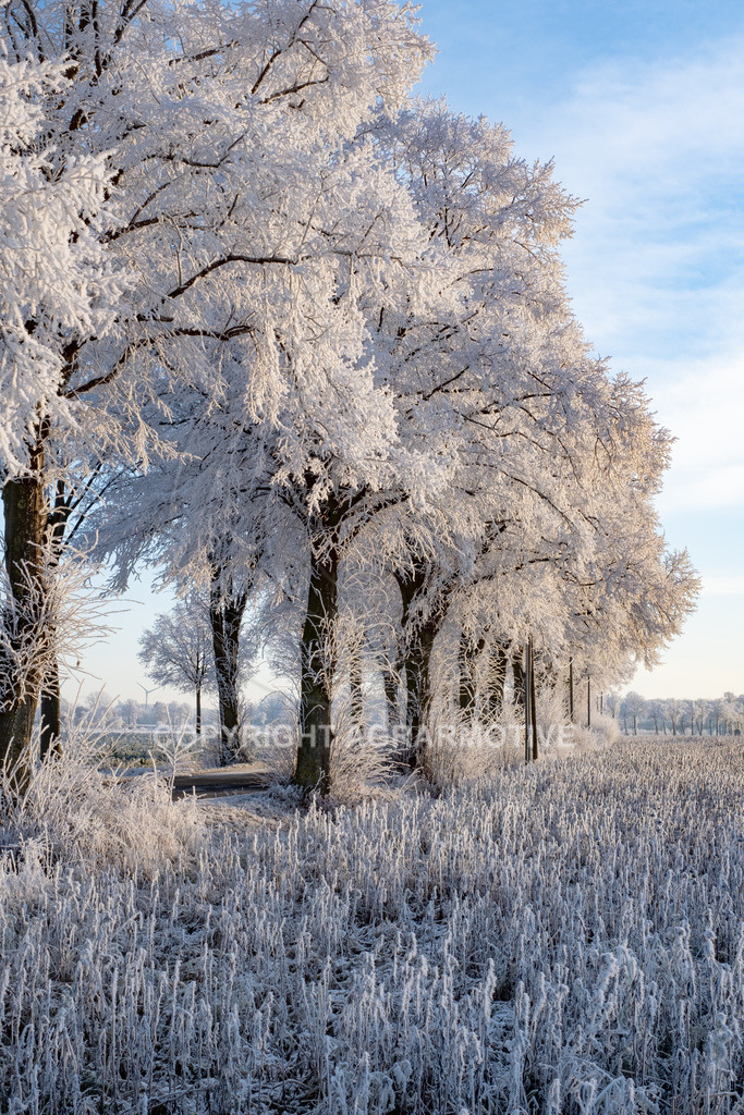 20221218-_DSF2488 | Schneebedeckte Landschaft bei eisiger Kälte - Realisiert mit Pictrs.com