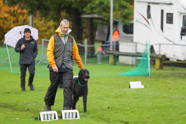 2025_Rally_Obedience_SM-64 | Ich fotografiere Hundeausstellungen, Sportanlässe, Zuchtstätten, Hundezucht, Hundeportrait, Lagotto - Realisiert mit Pictrs.com
