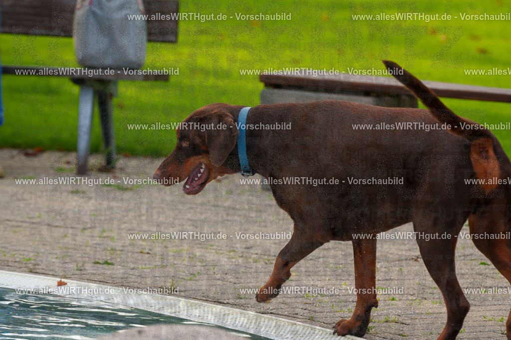 Hundeschwimmen_Grefrath_2026-allesWIRTHgut_Tierfotografie-09_32-FAY07644 | Professionelle Tierfotografie in Mönchengladbach von Daniel Wirth (allesWIRTHgut). Liebevolle & natürliche Bilder von Hunden & Katzen für unvergessliche Erinnerungen.