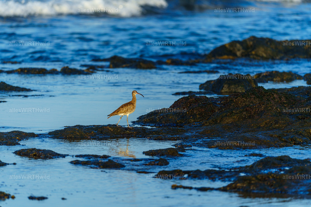 allesWIRTHgut Tierfotografie - allesWIRTHgut.de - 7IV01925 | Entdecke die faszinierende Welt der Natur- und Wildlife-Fotografie von Daniel und Bärbel. Inspirierende Bilder von wilden Tieren und kleinen Naturwundern.