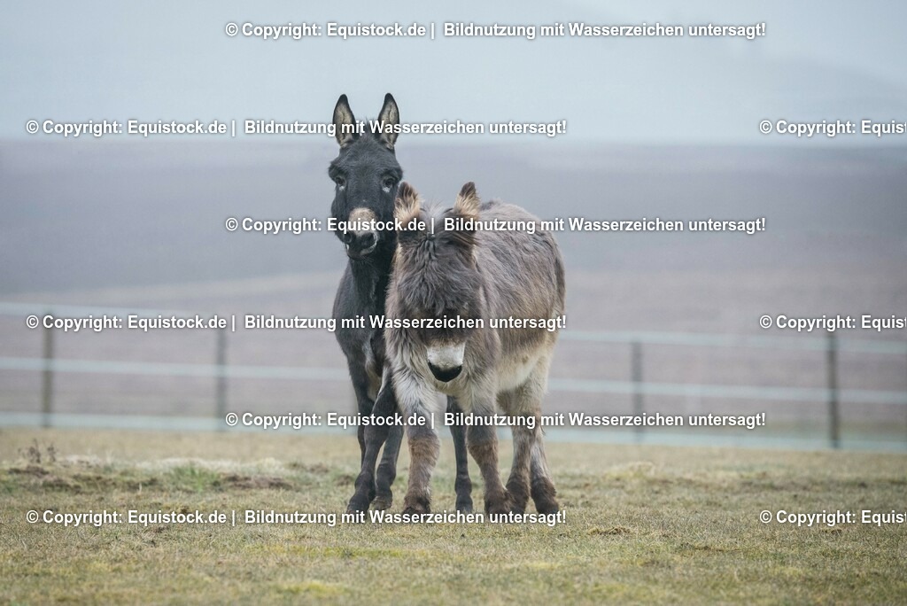 20150217_Esel_0005 | equistock