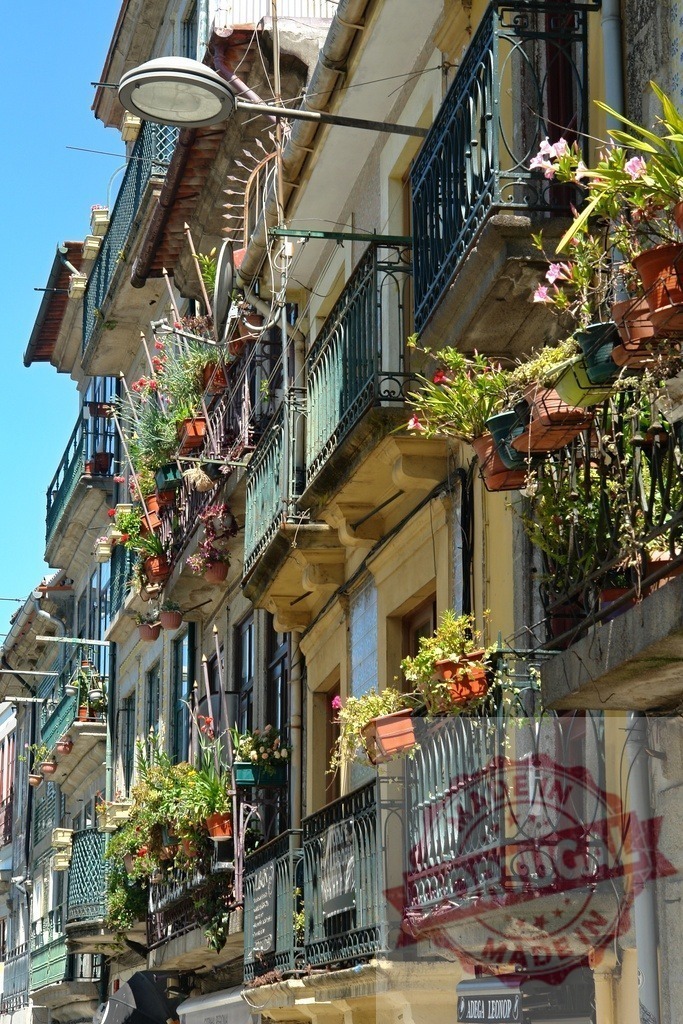 City buildings with balconies and potted flowers | City buildings presenting balconies adorned with green plants and vibrant blooming flowers - Realized with Pictrs.com