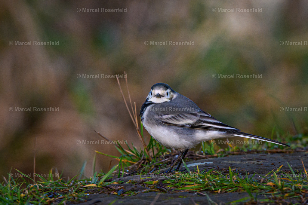 _DSC4019 | foto-rosenfeld