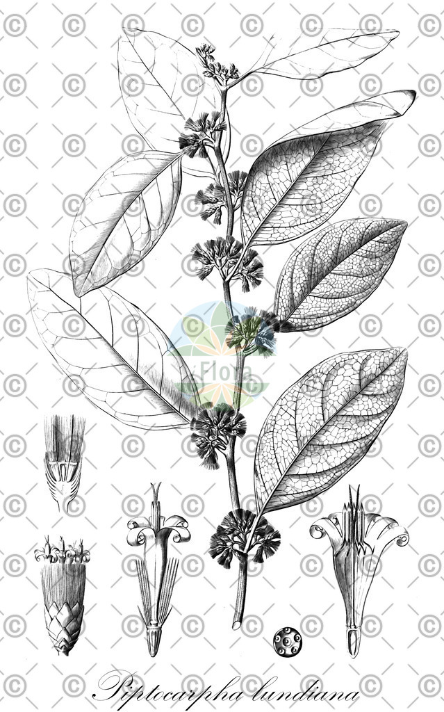 HistAbb_wfo-0000039614_1_ENZY_Simple | Historische Abbildung von Piptocarpha lundiana - Asteraceae | Historical Illustration of Piptocarpha lundiana - Asteraceae
